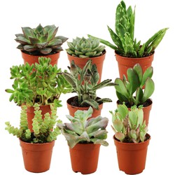 ZynesFlora - Mini Succulenten Mix - 9 Stuks - Ø 5,5 cm - Hoogte: 5-10 cm - Vetplant - Kamerplant