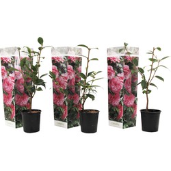 Camellia Japonica - Set van 3 - Roze - Japanse Rozen - Pot 9cm - Hoogte 25-40cm