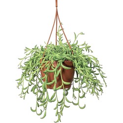 Senecio Radicans - Bananenketting - Pot 12cm - Hoogte 10-20cm