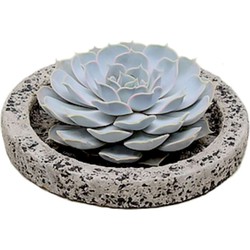 Echeveria Koala Bowl - vetplant/succulent op decoratieve schaal - Grijs - 20 cm