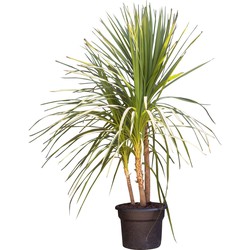 Groene koolpalm meerstammig Cordyline indivisa 162,5 cm