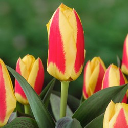 Tulipa Stresa - Bloembollen x21 - Tulp - Geel / Rood