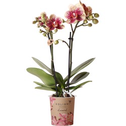 Kolibri Orchids | Geel rode phalaenopsis orchidee - Spain - potmaat Ø9cm | bloeiende kamerplant - vers van de kweker