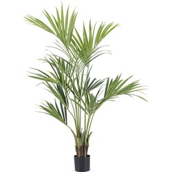 Greenmoods Palm Kentia - Howea forsteriana - Nep plant - 1 Stuk - 165cm