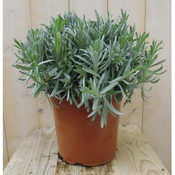 Lavendel Grote Pot 30 cm