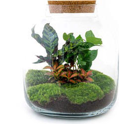URBANJNGL - Planten terrarium • Billie Botanical • Ecosysteem plant • ↑ 30 cm