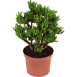 Crassula ovata Hobbit - Vetplant - Kamerplant - Pot 23cm - Hoogte 45-50cm