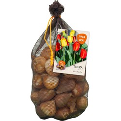 Bollen Tulipa Darwin mix rood/geel 40 stuks