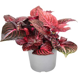 Iresine Herbstii 'Red' - Biefstukplant - Pot 13cm - Hoogte 20-30cm