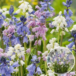 Hyacinthoides Hispanica Mix - Bloembollen x40 - Spaans Sterhyacint Mix