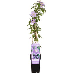 Hello Plants Clematis Justa Bosrank - Klimplant - Ø 15 cm - Hoogte: 65 cm