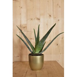 Aloe Vera in gouden pot