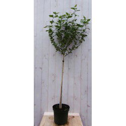 Hibiscus op stam Wit 180 cm stam 80 cm