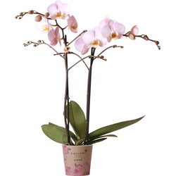 Kolibri Orchids | roze Phalaenopsis orchidee -Mineral Kikion - potmaat Ø12cm | bloeiende kamerplant - vers van de kweker