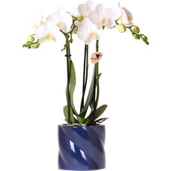 Kolibri Orchids | witte orchidee Amabilis + Candy sierpot blauw - potmaat Ø9cm | bloeiende kamerplant - vers van de kweker