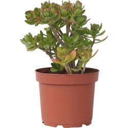 Jadeplant - Crassula ovata 'Minor' - Hoogte 45-50cm - ⌀23cm