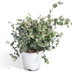 Hello Plants Eucalyptus Plant Gomboom - Ø 17 cm - Hoogte: 45 cm