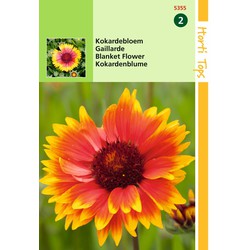 2 stuks - Saatgut Gaillardia Kohlblüte - Hortitops