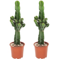 Euphorbia Eritrea - Set van 2 - Cowboy Cactus - Pot 17cm - Hoogte 50-60cm