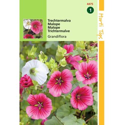 2 stuks - Malope Trifida Grandiflora Gemengd