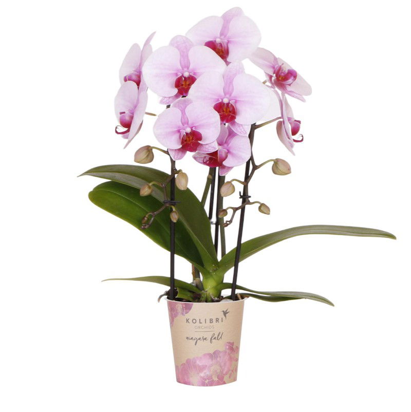Kolibri Orchids | roze Phalaenopsis orchidee - Niagara Fall  - potmaat Ø9cm | bloeiende kamerplant - vers van de kweker - 