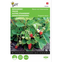 2 stuks - Seeds Woodland Erdbeere Baron von Solemacher - Buzzy