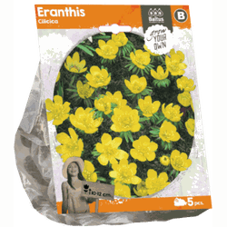 3 stuks - Eranthis Cilicica per 5