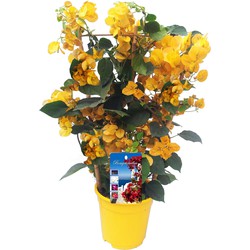 Bougainvillea 'Dania' - Gele bloemen - Klimplant - Pot 17cm - Hoogte 50-60cm