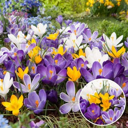 Crocus Large Flowering Mix - Bloembollen x30 - Krokus