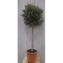 Olijfboom Olea stamhoogte 100 cm en boomhoogte 180 cm