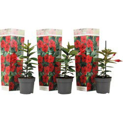 Mandevilla - Set van 3 - Dipladenia sanderii 'Rio Red' - Hoogte 25-40cm - ⌀9cm