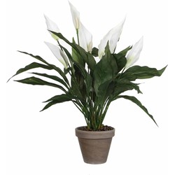 Mica Decorations - spathiphyllum maat in cm: 50 x 40 wit in pot