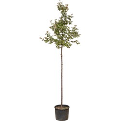 Papier esdoorn Acer griseum 250 cm