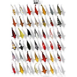 Koiposter nr.2 gelamineerd 68x90 cm Aquadistri