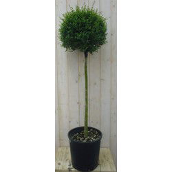 Liguster Bol 140 cm