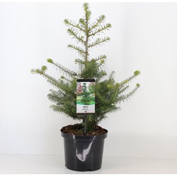 Abies koreana 80 cm