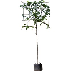 Beverboom leiboom 180 cm Magnolia Kobus 300 cm