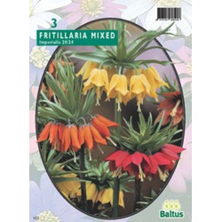 3 stuks - Fritillaria Imperialis mixed per 3 bloembollen