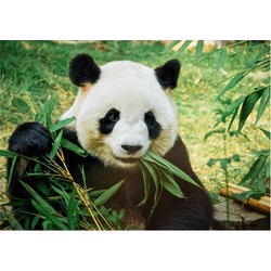 Dieren kinderkamer poster panda / reuzenpanda 84 x 59 cm - Posters