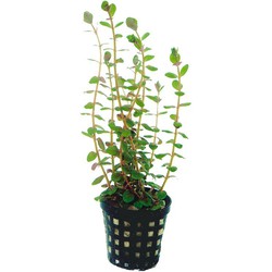 Ap-rotala rotundifolia 5 cm pot