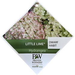 Hortensia Little Lime Dwart Habit