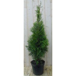 Conifeer Thuja Smaragd 110 cm