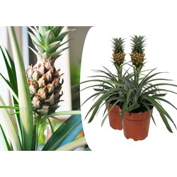 Ananasplant 'Mi Amigo' - Set van 2 - Kamerplant - Pot 12cm - Hoogte 35-45cm