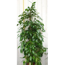 Kamerplant Ficus Donkergroen 100 cm