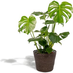 Hello Plants Monstera Deliciosa Gatenplant in Mand Igmar - Ø 21 cm - Hoogte: 80 cm - Kamerplant
