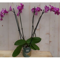 Kamerplant Vlinderorchidee phalaenopsis roze 4 takken