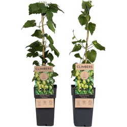 Humulus lupulus 'Nordbrau' - 2 hopplanten - pot 15cm - Hoogte 50-60cm