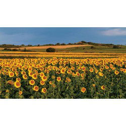 Zonnebloemen veld 130x70cm Tuinschilderij
