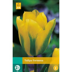 Tulipa Formosa