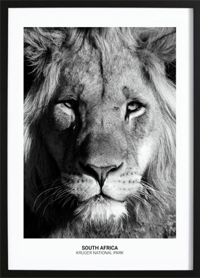 Proud Lion Poster (21x29,7cm) - 